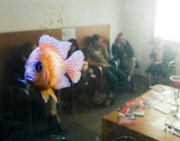 A Fish is hoovering in the air in a doctors office waiting room