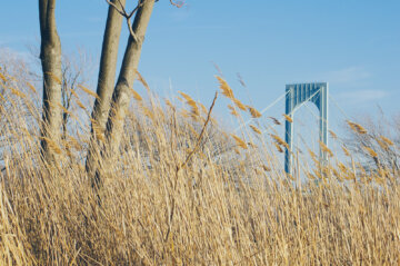 One pillar of the Bronx Whitestone Bridge behind a tree and grass of the the Ferry Point Park, New York City