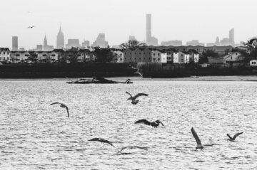 Seagulls fighting for food over the East River